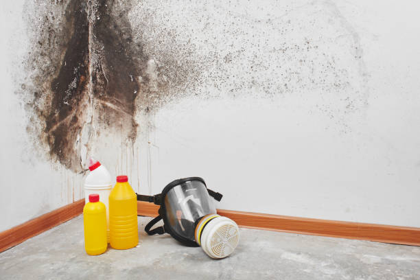 Trusted Tahoe Vista, CA Mold Removal Experts