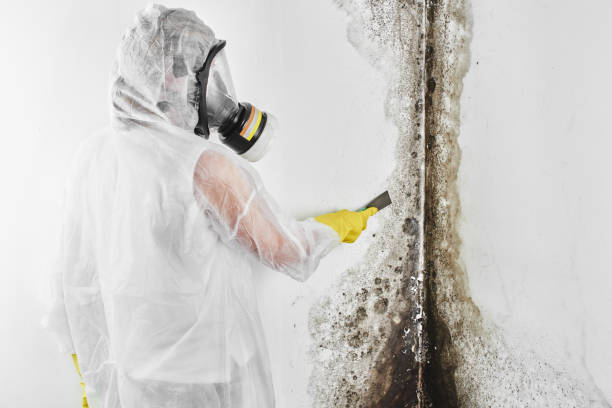 Best Office Mold Removal Services  in Tahoe Vista, CA