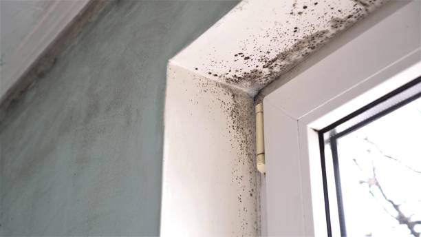 Best Mold Cleaning Services  in Tahoe Vista, CA