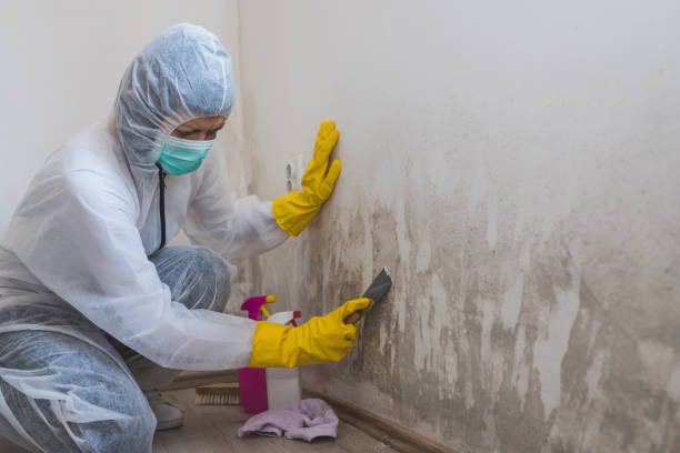 Mold Removal Process in Tahoe Vista, CA
