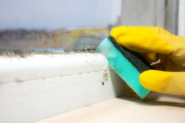 Best Emergency Mold Removal  in Tahoe Vista, CA