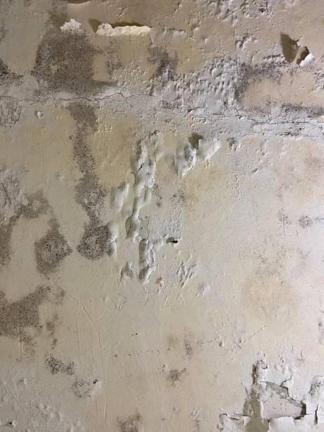 Certified Mold Removal in Tahoe Vista, CA