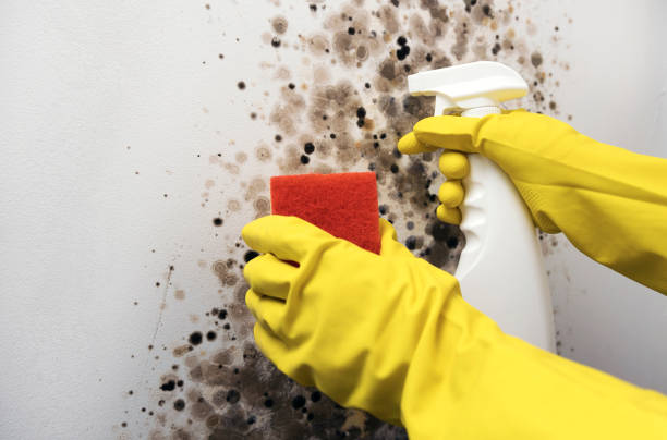 Best Residential Mold Removal  in Tahoe Vista, CA