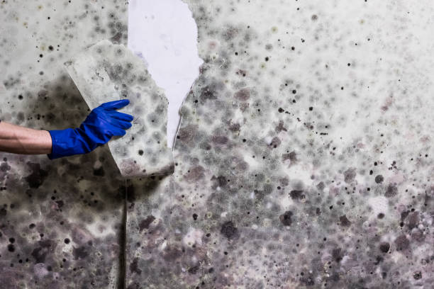 Best Mold Cleaning Services  in Tahoe Vista, CA