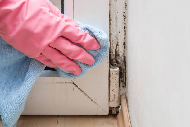 Best Best Mold Removal Companies  in Tahoe Vista, CA