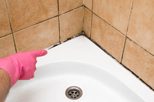 Best Mold Removal Near Me  in Tahoe Vista, CA