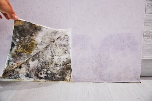 Best Best Mold Removal Companies  in Tahoe Vista, CA